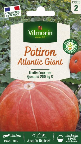 Potagères - Potiron Atlantic Giant - face recto